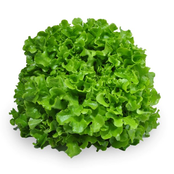 Salad Green Oak